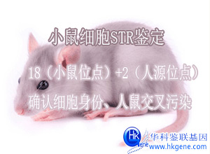 小(xiǎo)鼠細胞鑒定