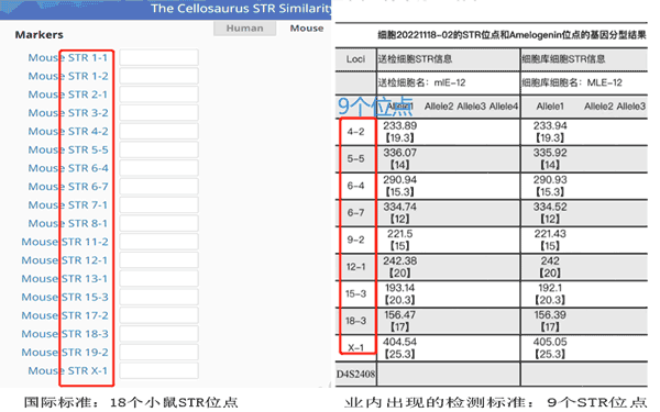 小(xiǎo)鼠STR-18位點-30K.gif