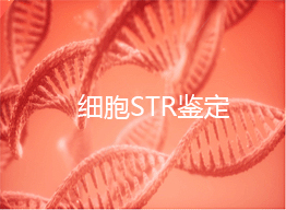 細胞STR鑒定機構   北(běi)京細胞STR鑒定中(zhōng)心